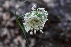 la zanahoria silvestre florece en un claro del bosque. foto