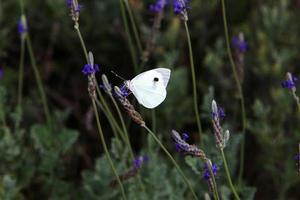 la mariposa lepidoptera se sienta en una flor. foto