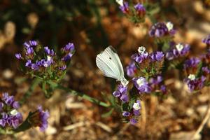 Lepidoptera butterfly sits on a flower. photo