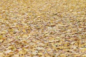 A large number of fallen and yellowed autumn leaves on the ground. Autumn background texture photo