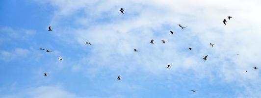 A lot of white gulls fly in the cloudy blue sky photo