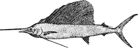 pez vela, ilustración vintage. vector
