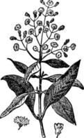 Allspice vintage illustration. vector