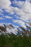 muchos tallos de cañas verdes crecen del agua del río bajo el cielo azul nublado. cañas incomparables con tallos largos foto