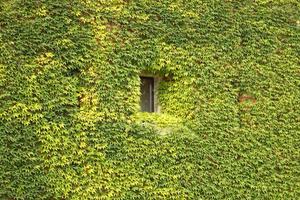 Antique brick facade covered in green ivy with window photo