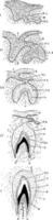 Development of a Tooth, vintage illustration. vector