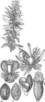Picture, Tonina, Fluviatilis, flower, ripe, fruits, seed, male, female, flower vintage illustration. vector