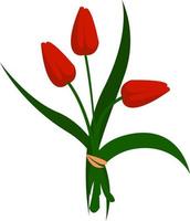 Tulip, illustration, vector on white background.
