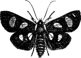Moth or Alypia octomaculata, vintage illustration. vector
