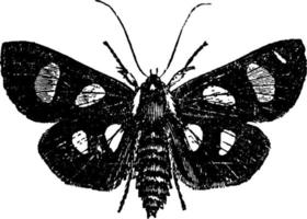 Moth or Alypia octomaculata, vintage illustration. vector