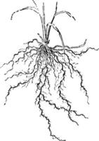 ilustración vintage de raíces fibrosas. vector