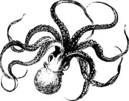 Octopus, vintage illustration. vector