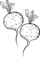 Sketch of radish vegetable, illustration, vector on white background.