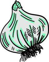 Garlic drawing, illustration, vector on white background.