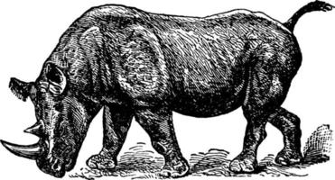 rinoceronte bicornis, ilustración vintage. vector