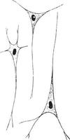 Ganglion Nerve Corpuscles, vintage illustration vector