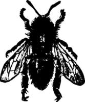 trabajador de abejas melíferas, ilustración vintage. vector