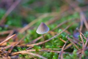 a filigree little mushroom on the forest floor in soft light. Macro shot nature photo