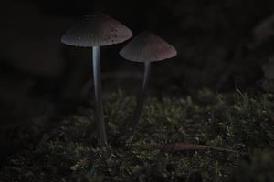 two filigree small mushrooms on moss with light spot in forest. Forest floor photo