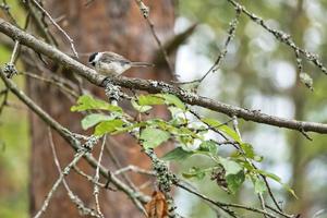 Great tit sitting in tree on a branch. Wild animal foraging for food. Animal shot photo