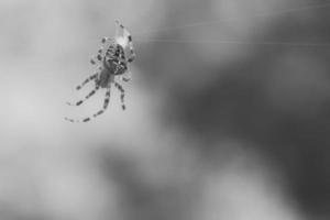 araña cruzada arrastrándose sobre un hilo de araña. susto de halloween un cazador útil entre foto