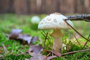 A white mushroom standing alone in the forest on the forest floor. Moss, pine photo