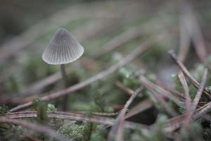 a filigree little mushroom on the forest floor in soft light. Macro shot nature photo