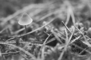 un pequeño hongo de filigrana, tomado en blanco y negro, con una luz tenue. foto