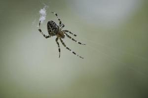 Cross spider crawling on a spider thread. Halloween fright. A useful hunter among photo