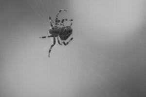 tiro de araña cruzada en blanco y negro, en una telaraña, al acecho de presas. borroso foto