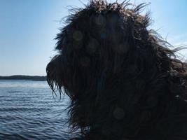 Portrait of a Goldendoodle dog. The dog is sitting on a jetty, overlooking the lake photo