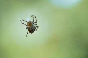 Cross spider crawling on a spider thread. Halloween fright. A useful hunter among photo