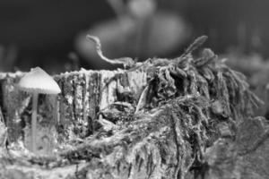 a filigree small mushroom in black and white taken in a tree root, with light spot photo