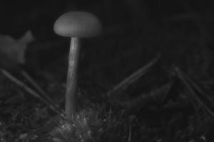 Black and White filigree mushrooms in moss on forest floor. Macro view photo