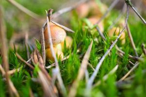 Orange filigree mushrooms in moss on forest floor. Macro view from the habitat. photo