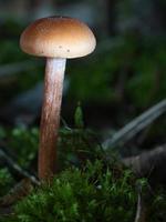 Orange filigree mushrooms in moss on forest floor. Macro view from the habitat. photo