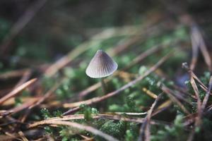 a filigree little mushroom on the forest floor in soft light. Macro shot nature photo