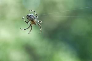 araña cruzada en una telaraña, al acecho de presas. fondo borroso foto