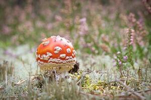 Toadstool in a heather field in the forest. Poisonous mushroom. Red cap, white spot