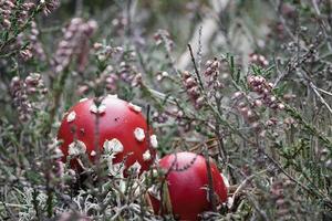seta venenosa en un campo de brezos en el bosque. hongo venenoso. gorra roja, mancha blanca foto
