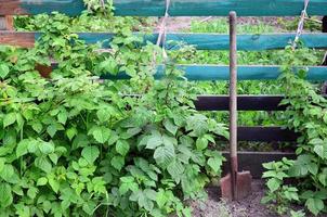 An old rusty shovel near the raspberry bushes, which grow next to the wooden fence of the village garden. Background image associated with seasonal harvests and long-term garden work photo