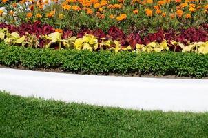 Coleus flowerpot. Beautiful perspective of natural coleus plant leaves photo