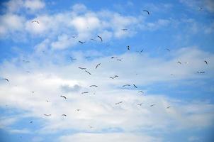 muchas gaviotas blancas vuelan en el cielo azul nublado foto