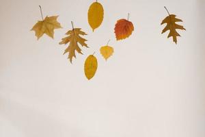 Autumn composition. Autumn leaves on a light background. Flat lay, top view, copy space photo