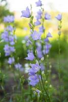 Campanula Persicifolia Peach Leaved Bell flowers photo