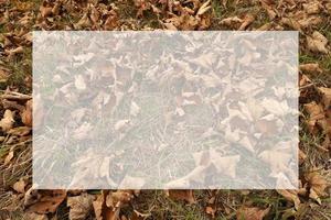 Dry brown fallen leaves on the ground in forest, background with semi transparent blank white text frame. Natural autumn foliage image with translucent copy space. Greeting card for holidays. photo