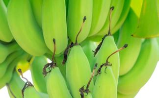 Closeup bunch of raw green cultivated bananas in the banana garden. Cultivated banana plantation. Tropical fruit farm. Herbal plant for treating diarrhea and gastritis. Agriculture farm. Organic food. photo