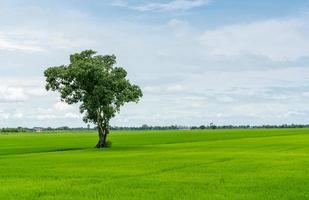 Landscape of green rice field with a lonely tree and blue sky. Rice plantation. Green rice paddy field. Agricultural field. Farm land in Thailand. Land plot. Beauty in nature. Green season. photo