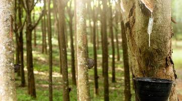 Rubber tapping in rubber tree garden. Natural latex extracted from para rubber plant. Rubber tree plantation. The milky liquid or latex oozes from wound of tree bark. Latex collect in small bucket. photo