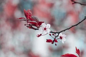 beautiful cherry flowers in spring season, sakura flowers photo